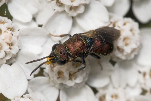 Hedychridium coriaceum