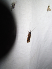 Macrostemum zebratum