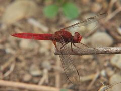 Crocothemis erythraea