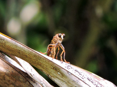 Dicranus jaliscoensis