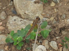 Crocothemis erythraea