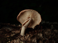 Rhodocollybia prolixa