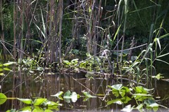 Egretta tricolor image