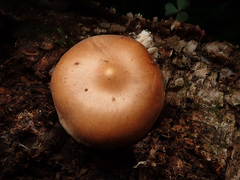 Rhodocollybia prolixa