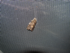 Peridea angulosa