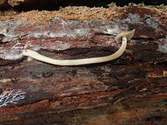 Rhodocollybia prolixa
