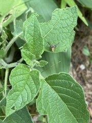 Rhagoletis striatella