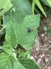 Rhagoletis striatella