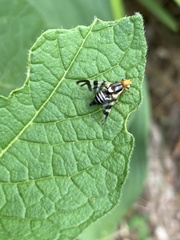 Rhagoletis striatella