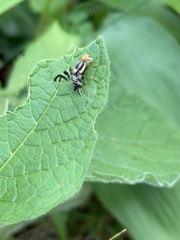 Rhagoletis striatella