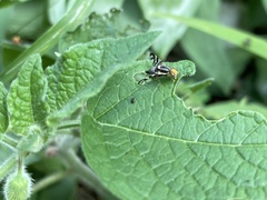 Rhagoletis striatella