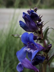 Penstemon glaber