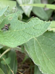 Rhagoletis striatella