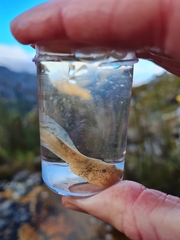 Heleophryne purcelli