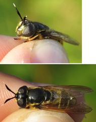 Callicera aurata