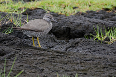 Wandering Tattler photo 4