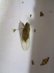 Carineta rufescens