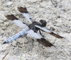 Plathemis subornata
