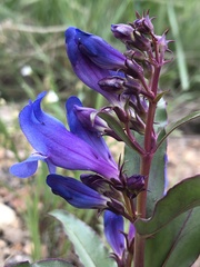Penstemon glaber