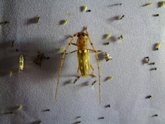 Coccoderus longespinicornis