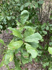 Quercus arkansana