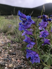 Penstemon glaber