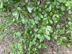 Quercus arkansana