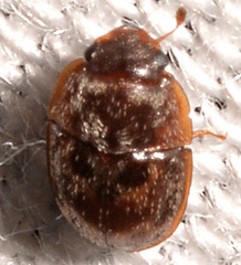 Cryptarcha concinna
