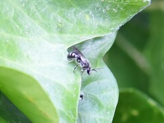 Lasioglossum sexnotatum