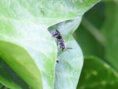 Lasioglossum sexnotatum