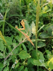 Mantis religiosa