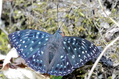Dichorragia nesimachus formosanus
