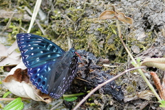 Dichorragia nesimachus formosanus