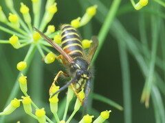 Dolichovespula norwegica