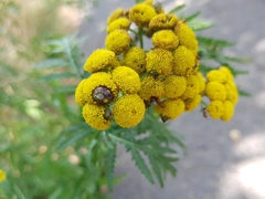 Rhopalomyia tanaceticola