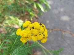 Rhopalomyia tanaceticola