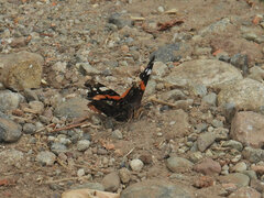 Vanessa atalanta