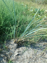 Leymus racemosus