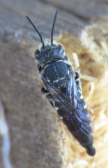 Cyrtocoelioxys