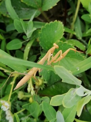 Mantis religiosa