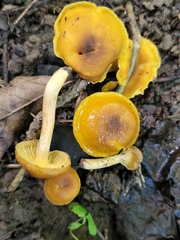 Cantharellus lewisii