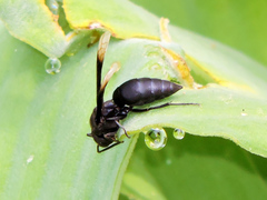Parachartergus apicaloides