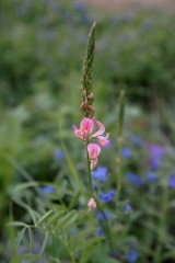 Onobrychis viciifolia