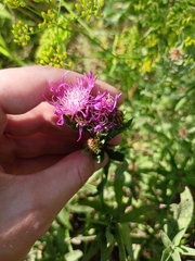 Centaurea × livonica