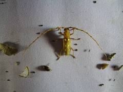 Coccoderus longespinicornis