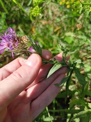 Centaurea × livonica