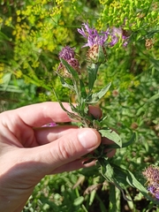 Centaurea × livonica