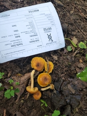 Cantharellus lewisii