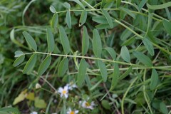 Onobrychis viciifolia