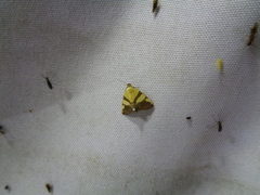 Eulepidotis julianata